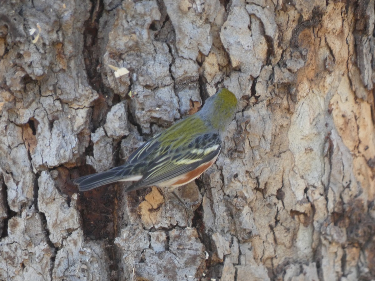 Chestnut-sided Warbler - ML646812586