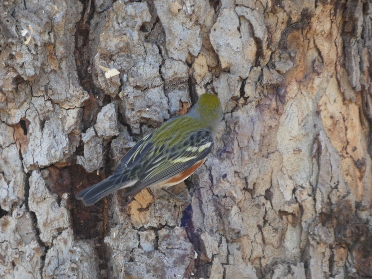 Chestnut-sided Warbler - ML646812587
