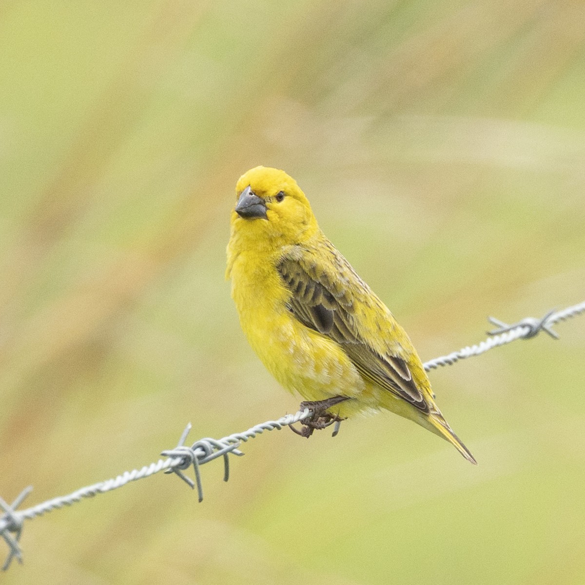 Anomalospize parasite - ML646812588