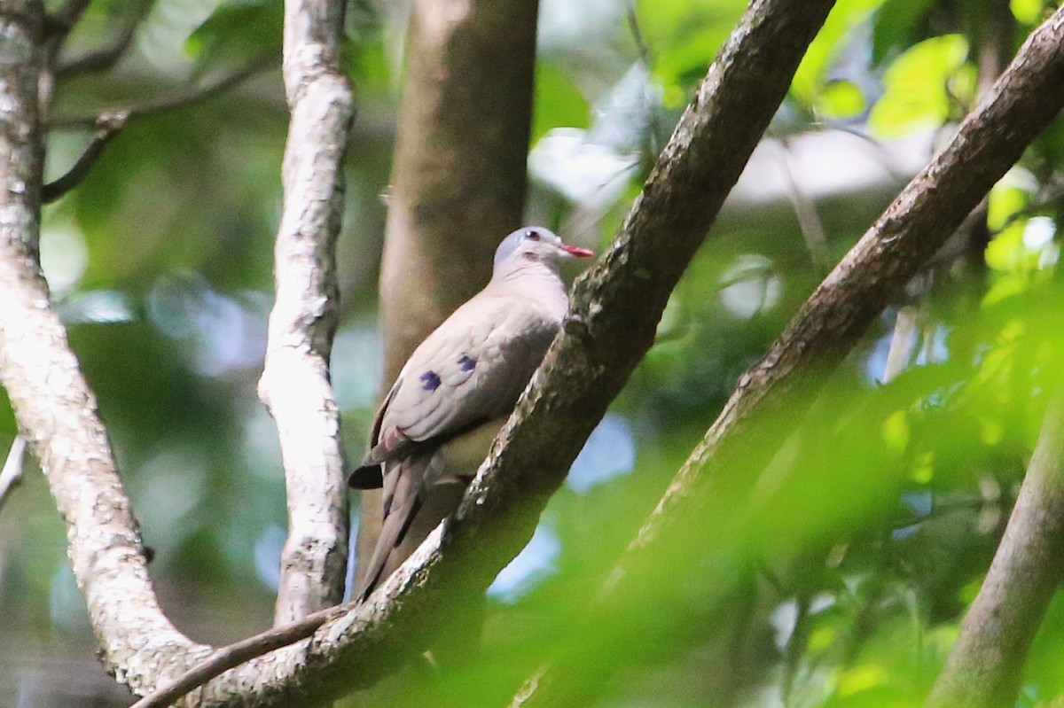 アオフバト - ML646812589