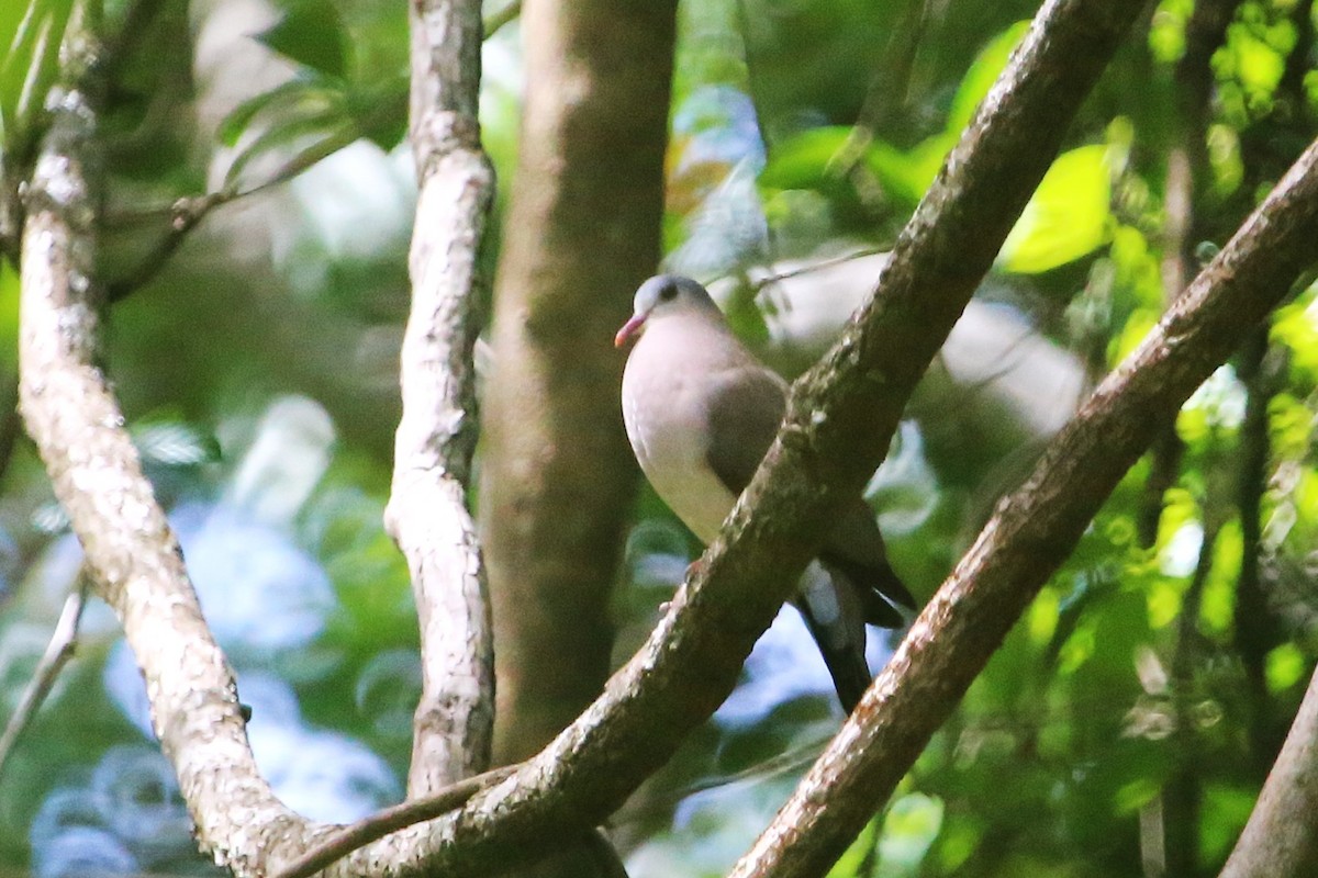 アオフバト - ML646812590