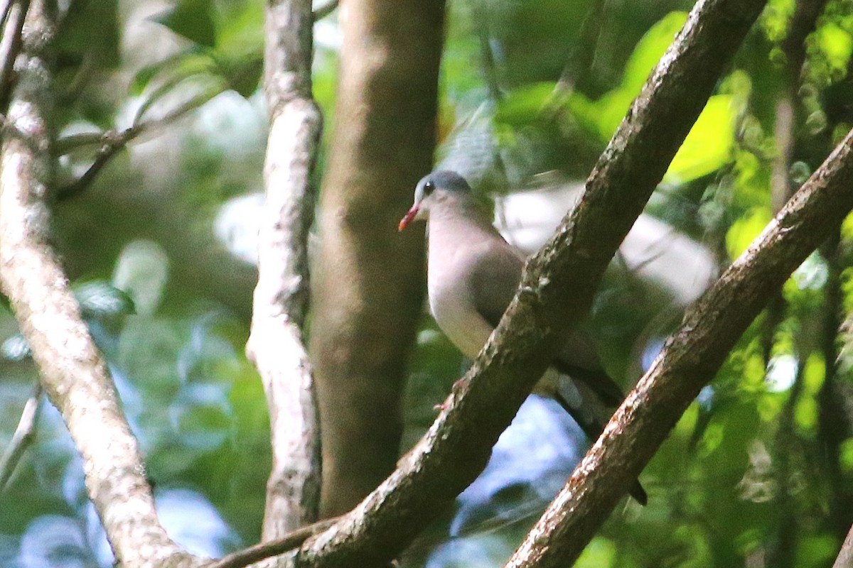 アオフバト - ML646812591