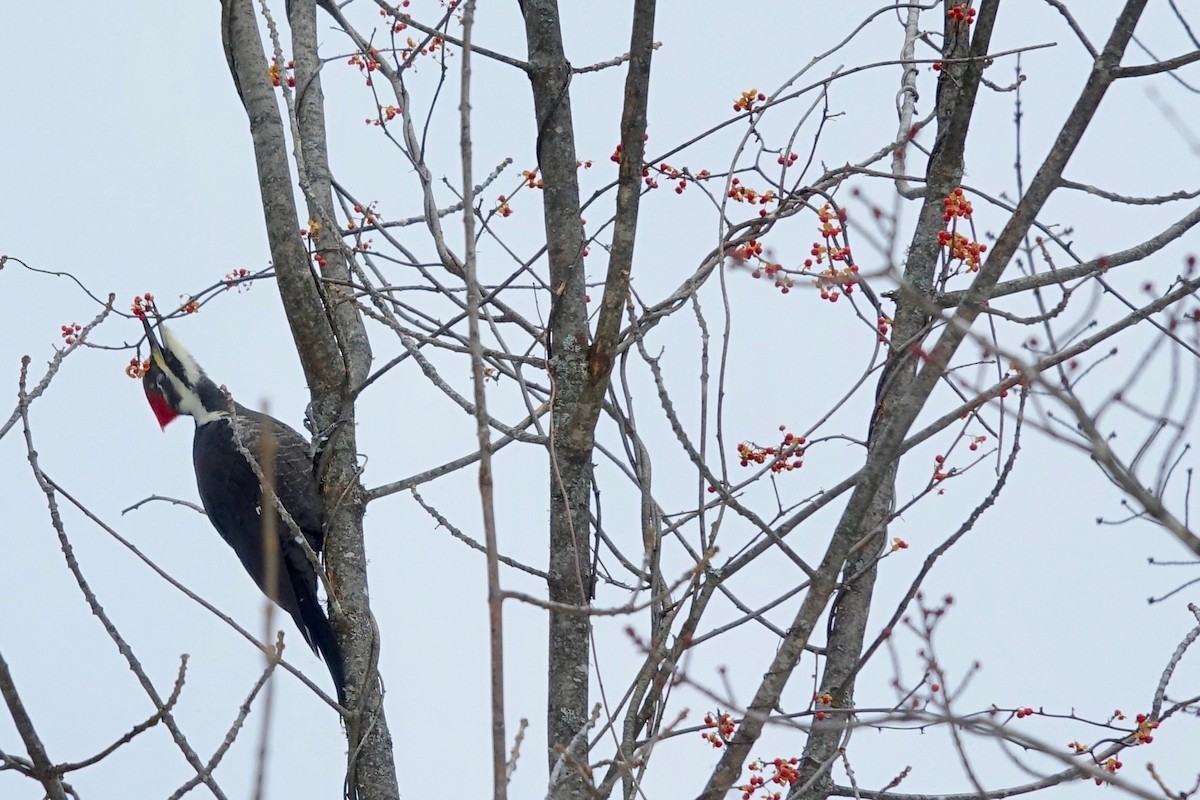 Pileated Woodpecker - ML646812592