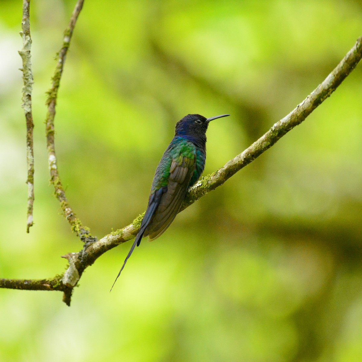 Вилохвостый саблекрыл - ML646812594
