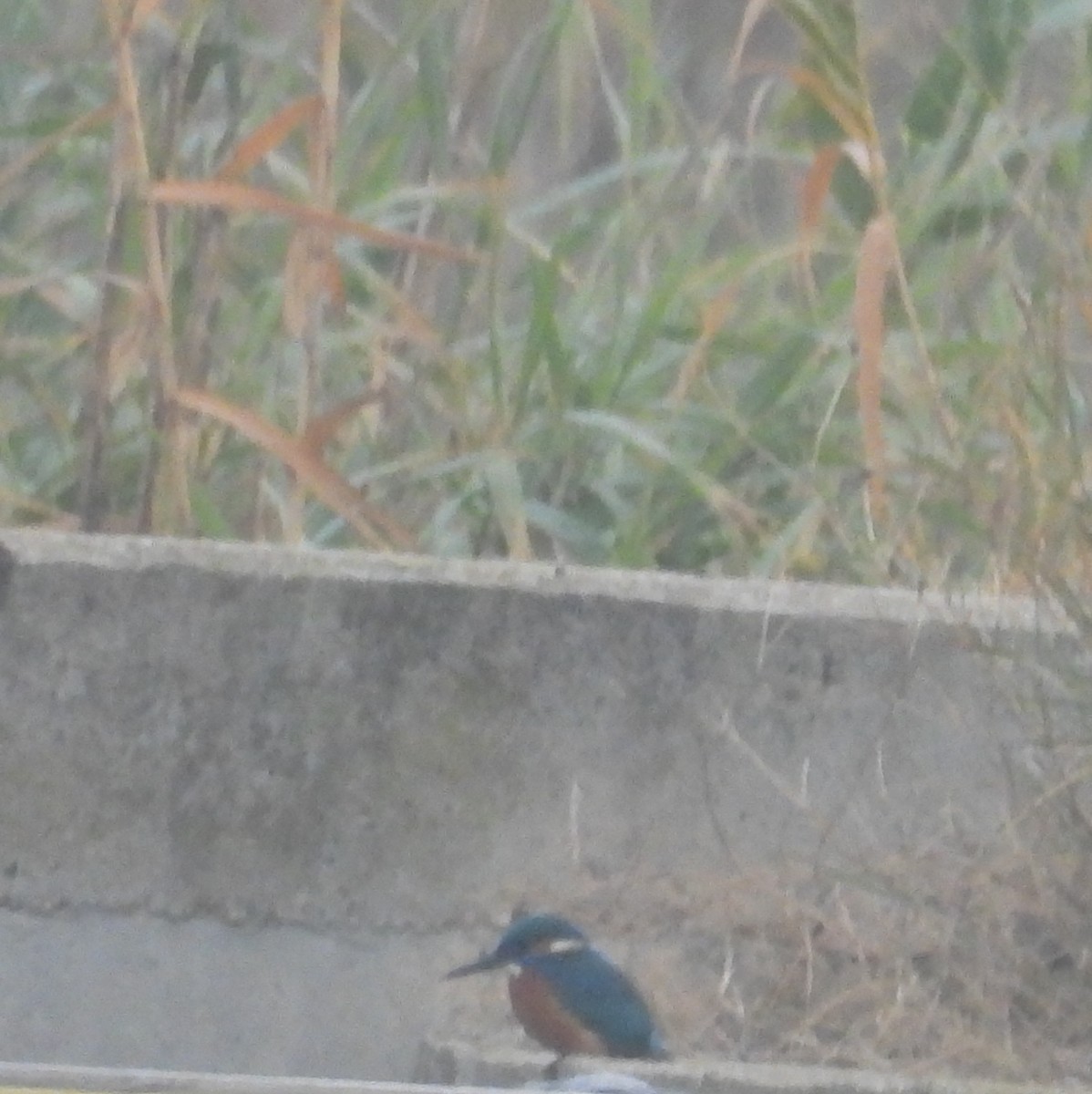 שלדג גמדי - ML646812596