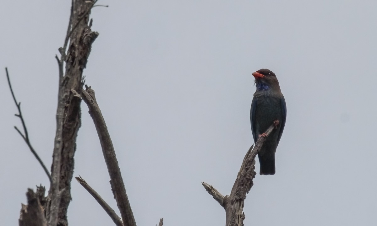 Dollarbird - ML646812602