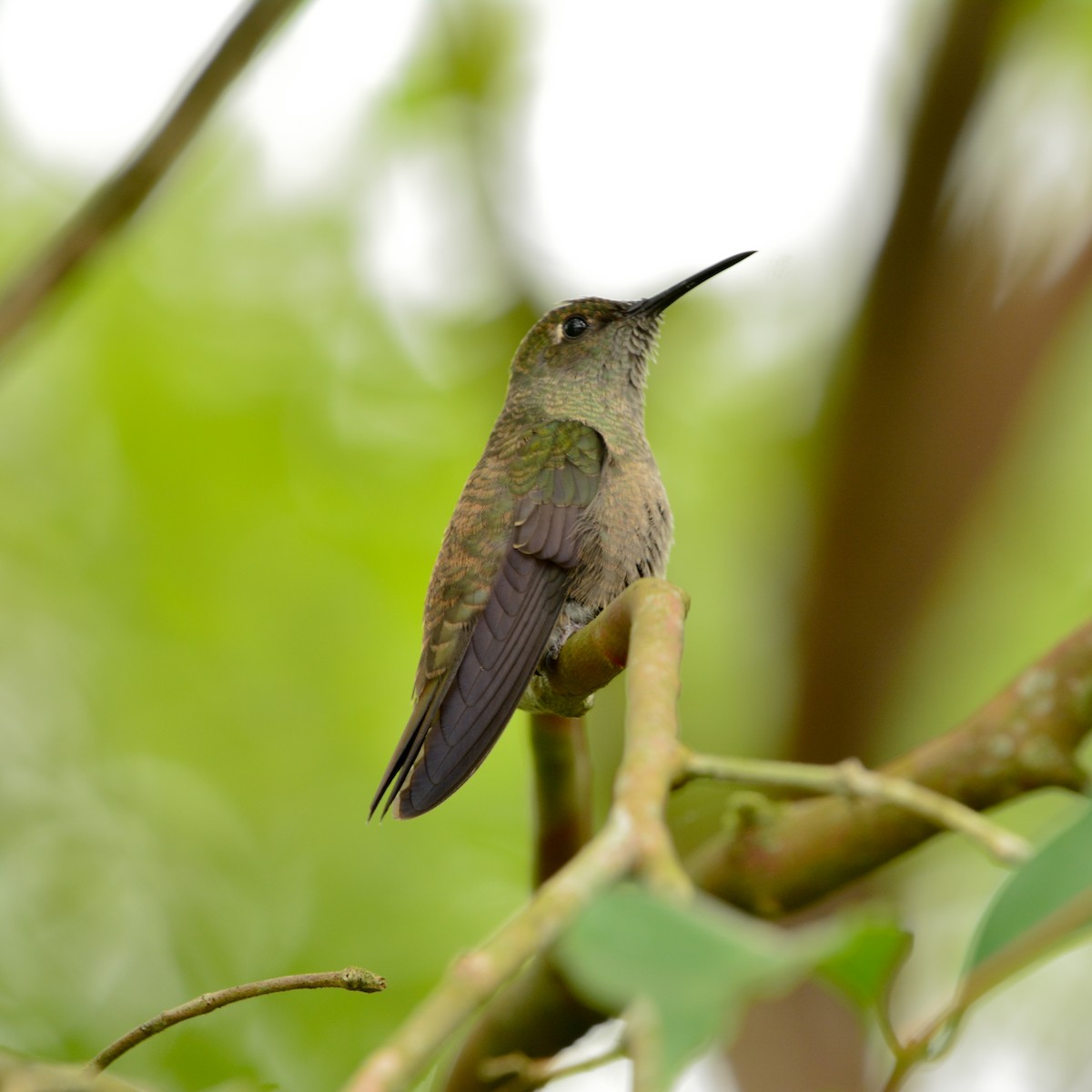 Бронзовый саблекрыл - ML646812604