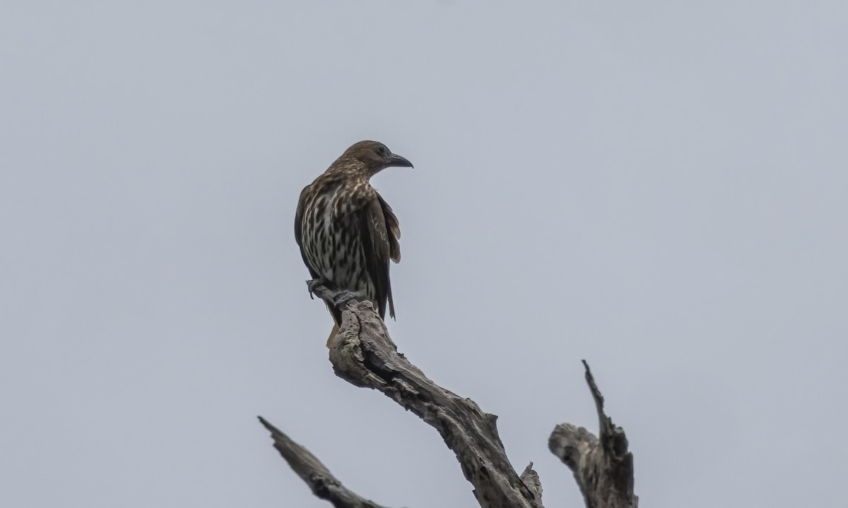 Australasian Figbird - ML646812606