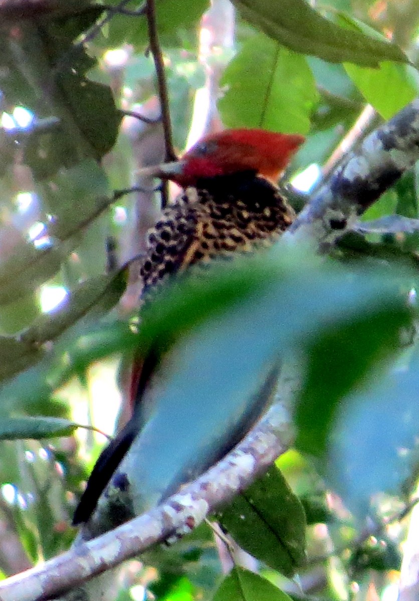 Rufous-headed Woodpecker - ML646812608