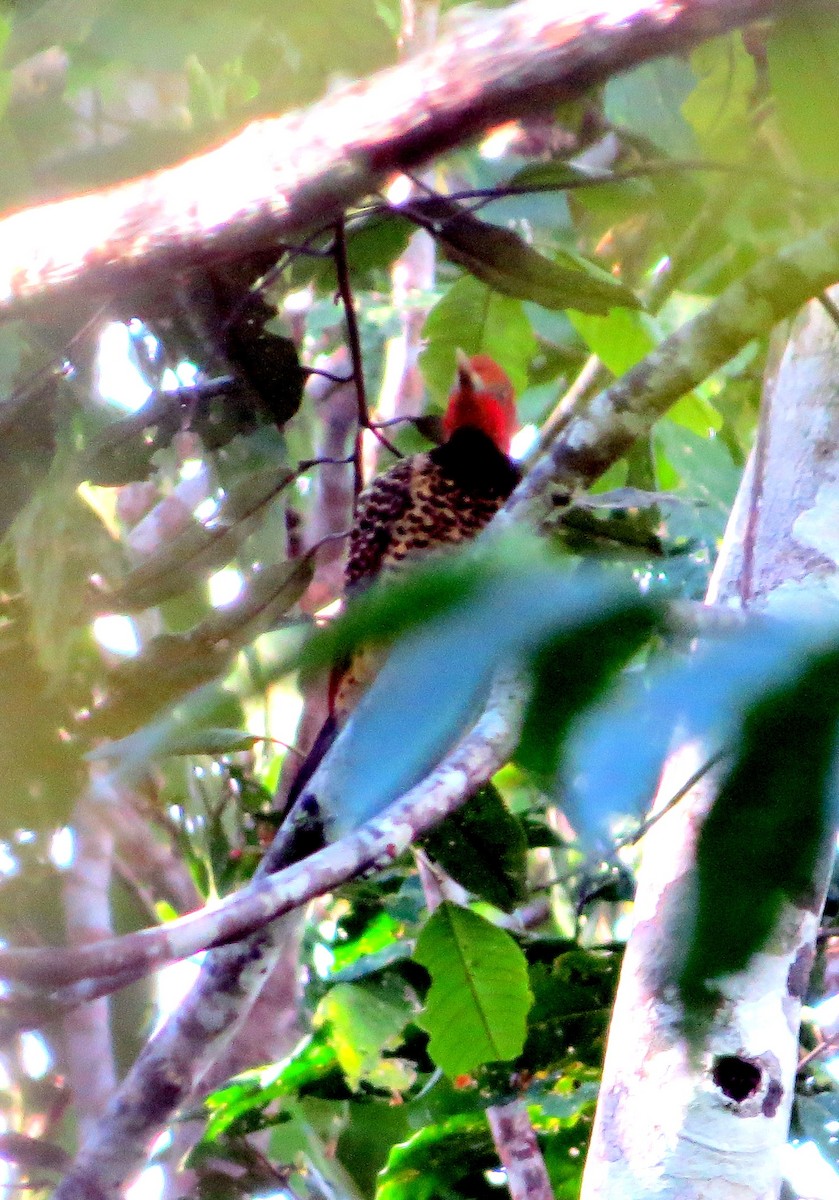 Rufous-headed Woodpecker - ML646812609