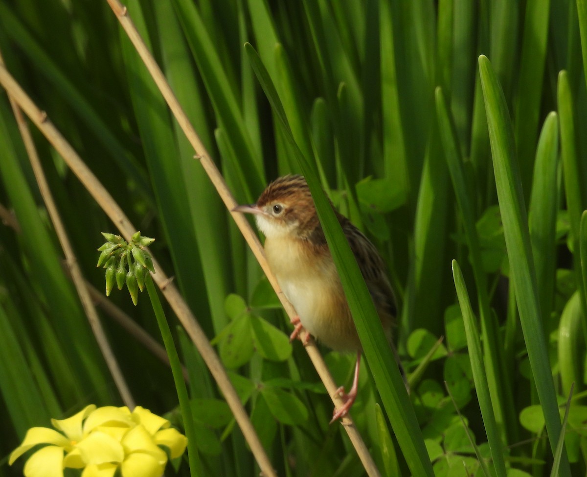 תפר - ML646812610