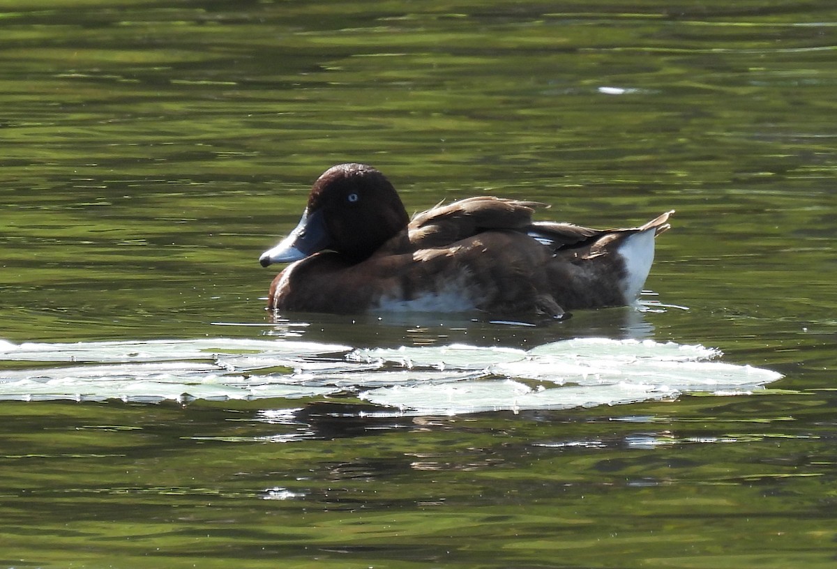 Hardhead - ML646812625