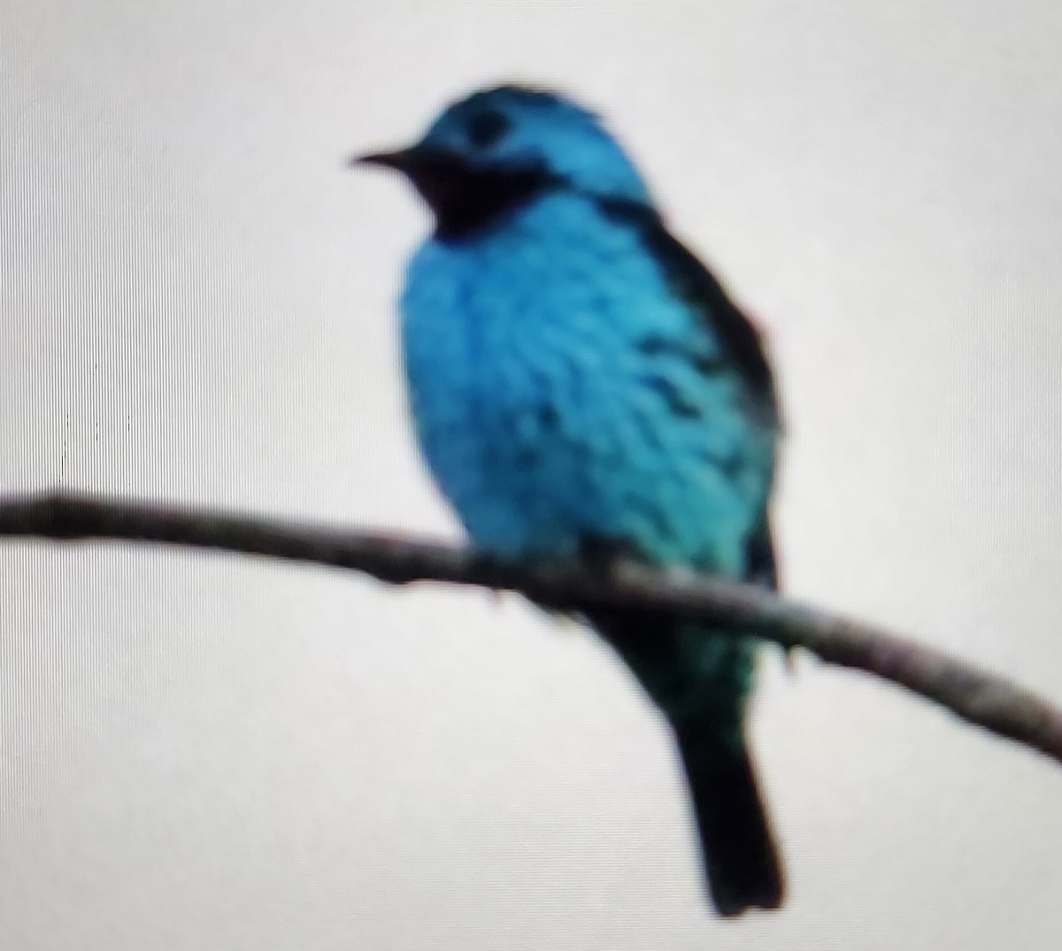 ソライロカザリドリ - ML646812627