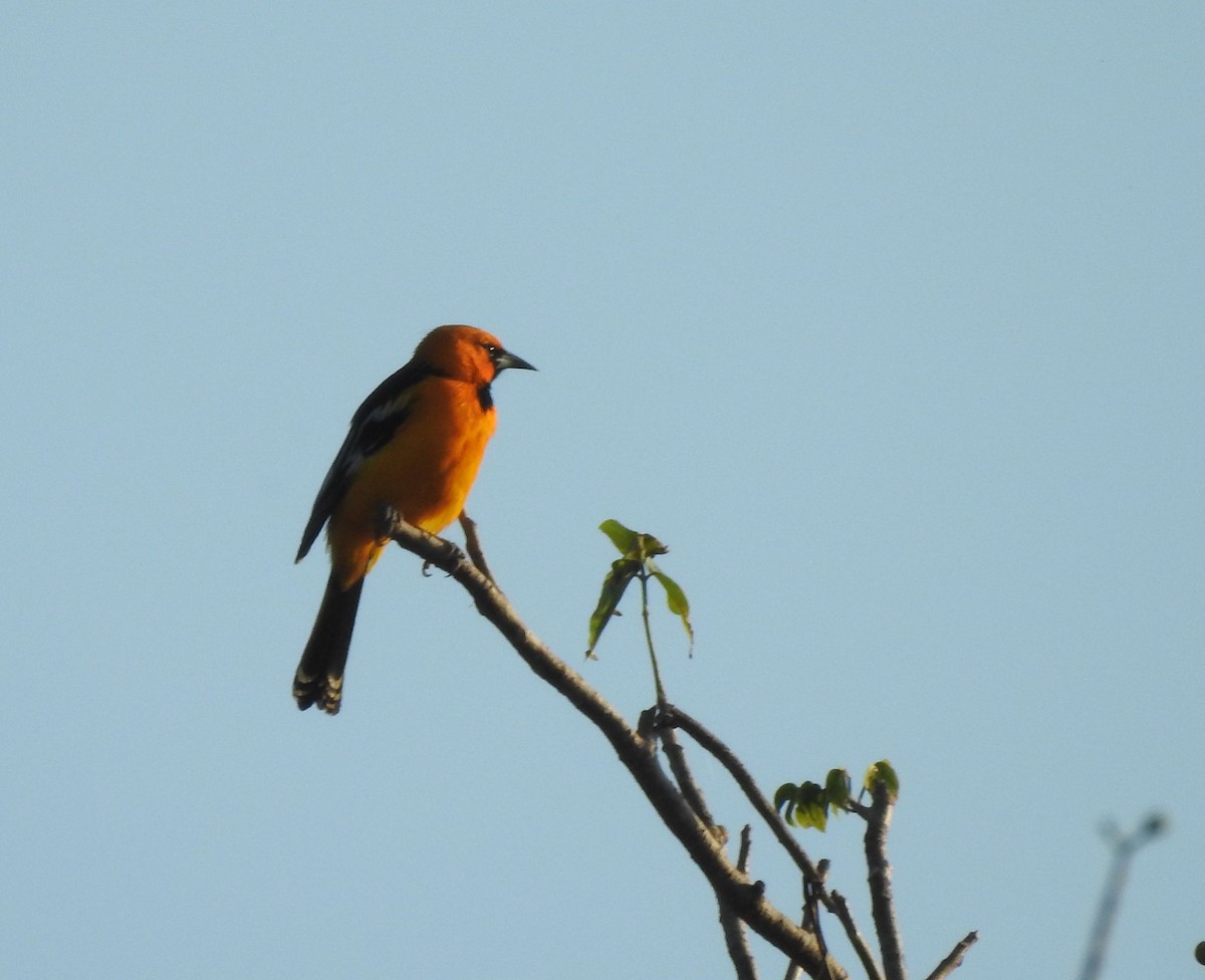 Streak-backed Oriole - ML646812629