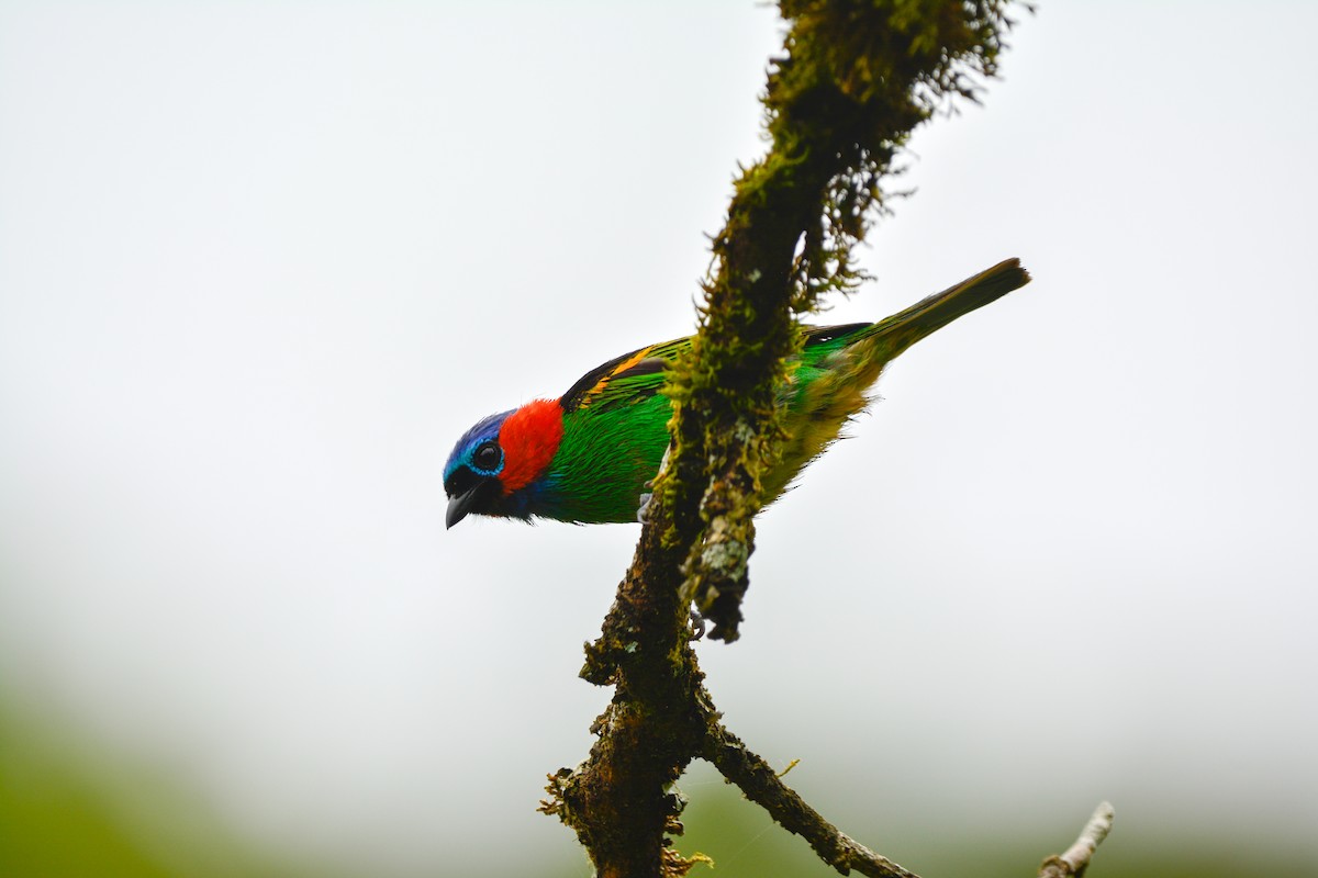 Red-necked Tanager - ML646812630