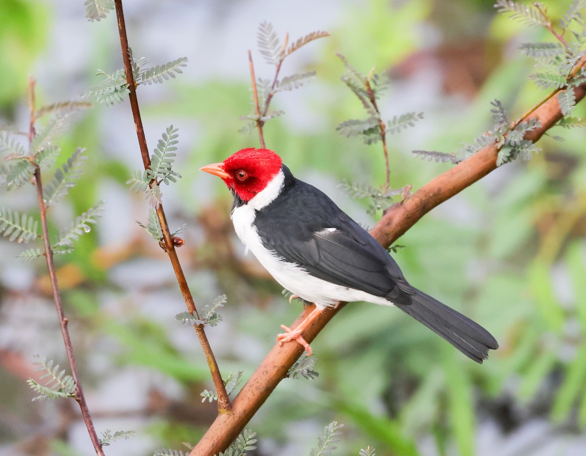 Yellow-billed Cardinal - ML646812631