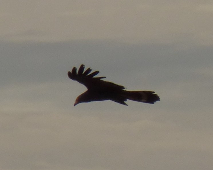 チュウヒダカ - ML646812633