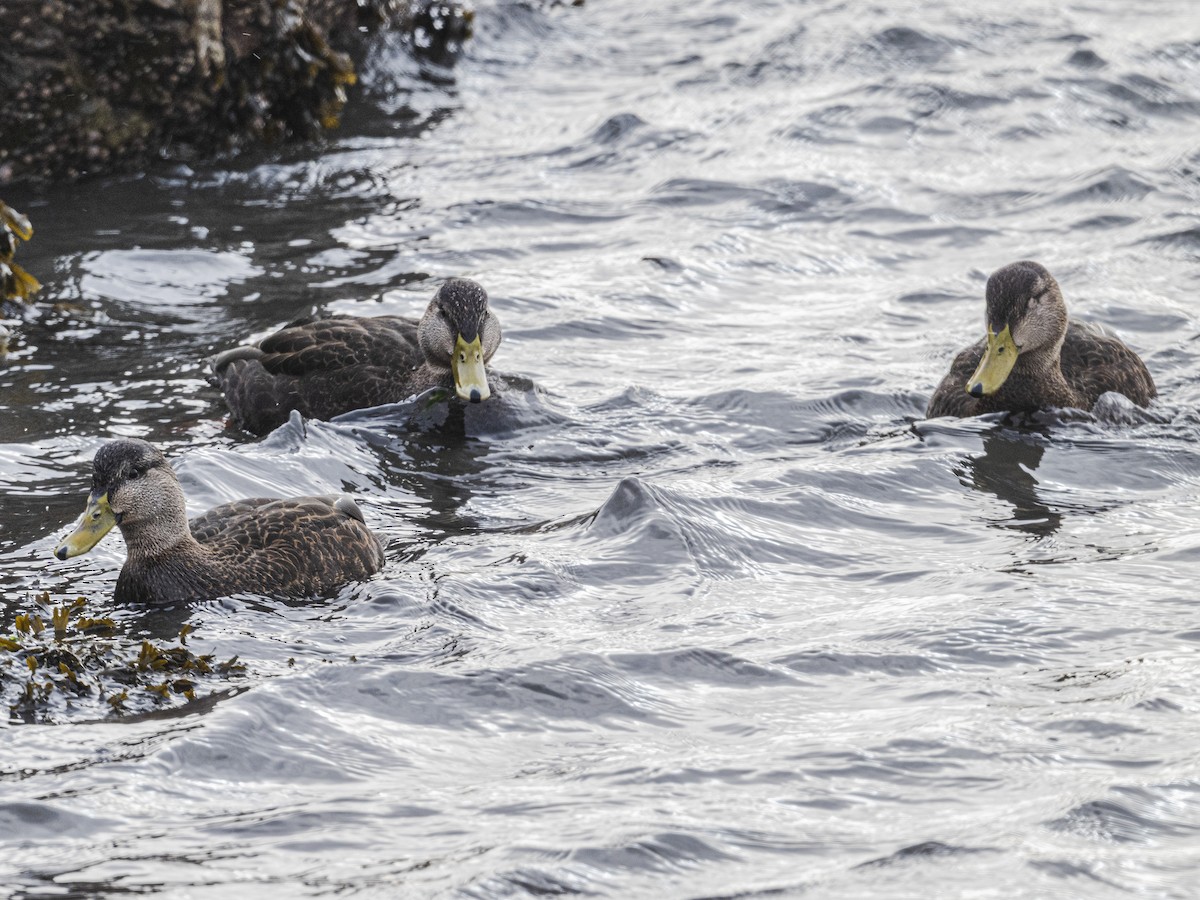 Ahate iluna - ML646812636