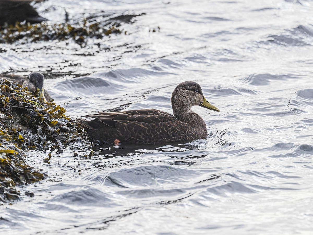 Ahate iluna - ML646812637