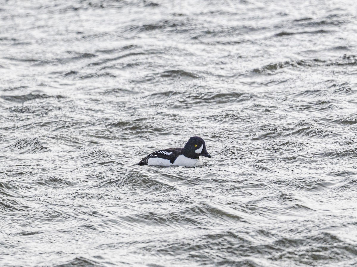 Murgilari islandiarra - ML646812658