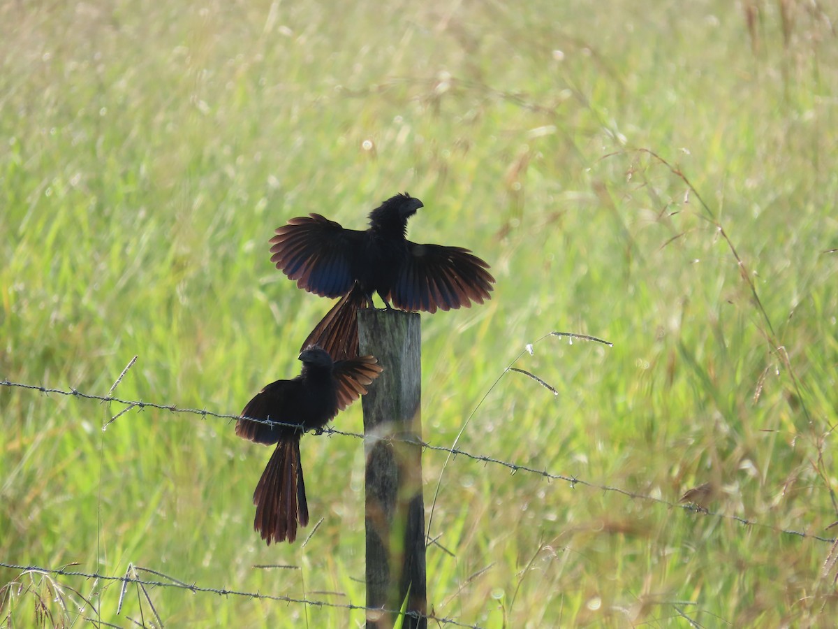 Groove-billed Ani - ML646812659