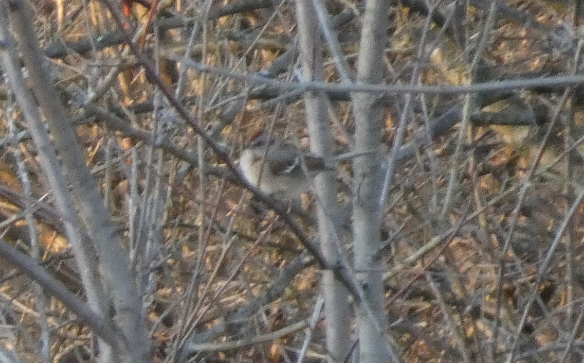 strnádka pokřovní - ML646812660