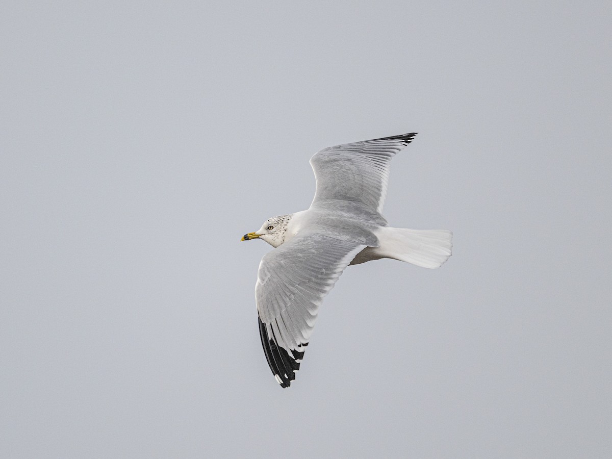 Delawareko kaioa - ML646812661