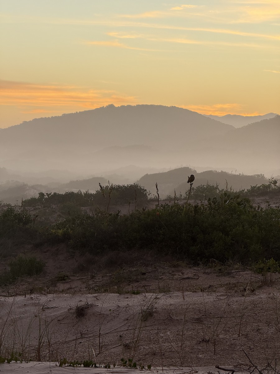 Burrowing Owl - ML646812662