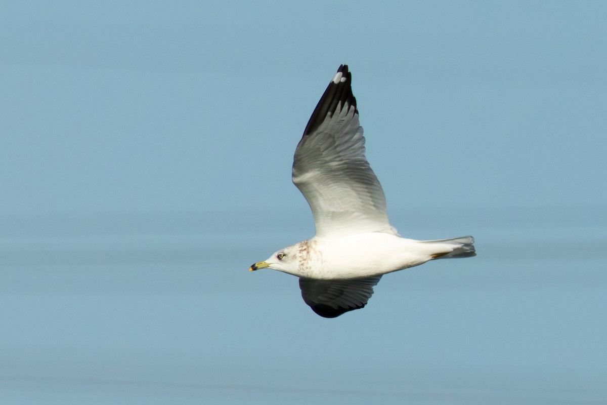 Мартин делаверський - ML646812663