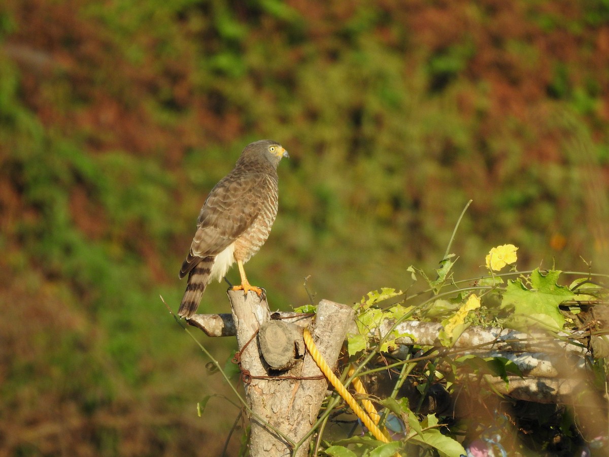 Roadside Hawk - ML646812672