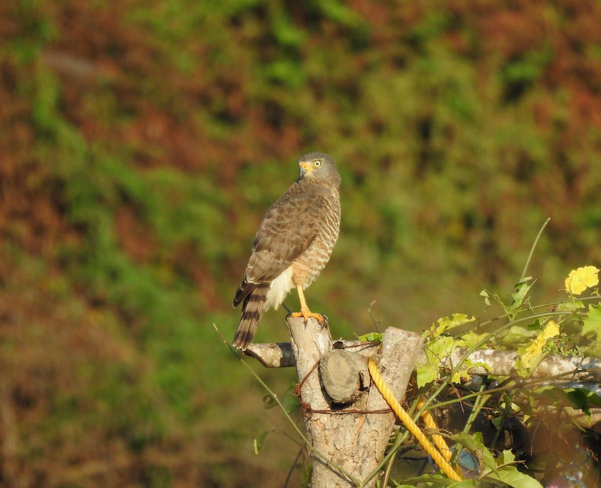 Roadside Hawk - ML646812673