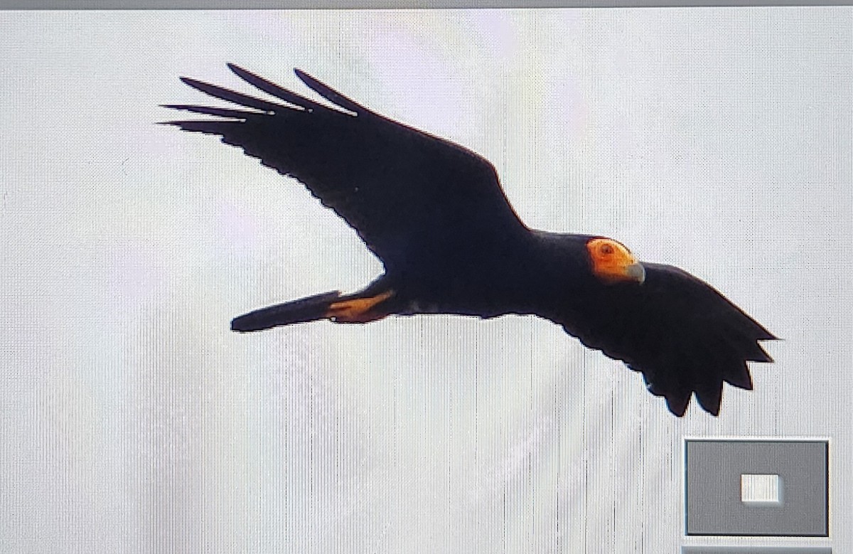 キノドカラカラ - ML646812674