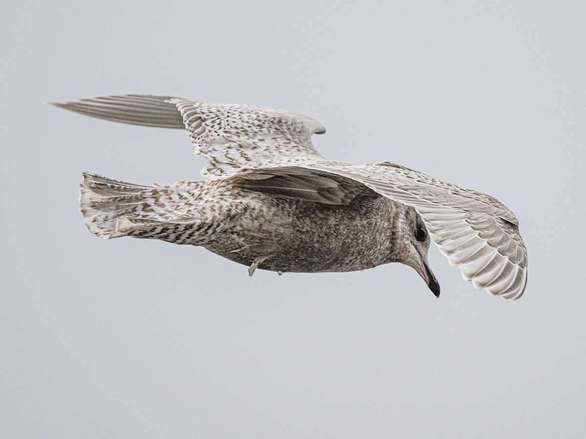 Kaio hegalzuria - ML646812677