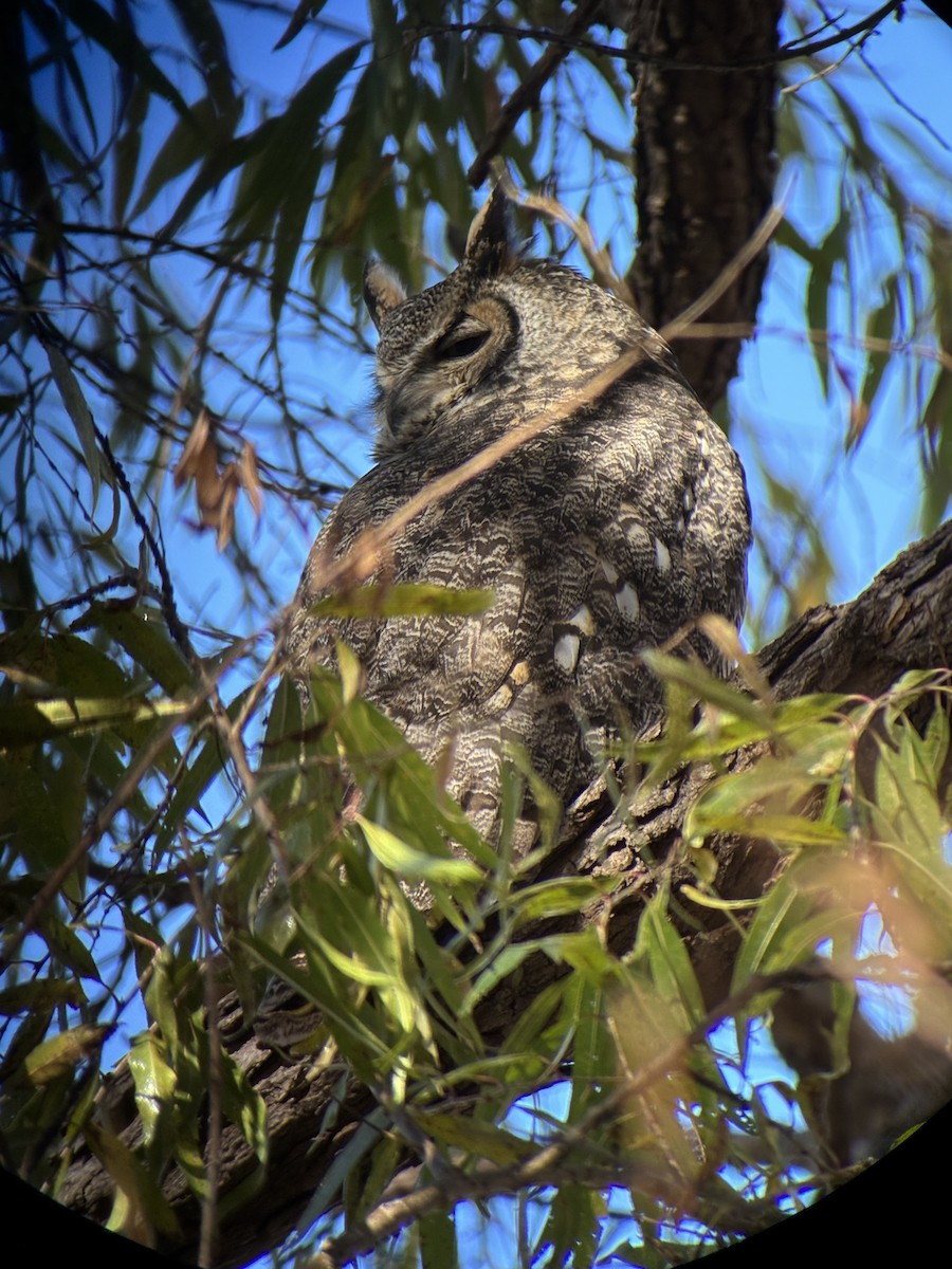 Great Horned Owl - ML646812682