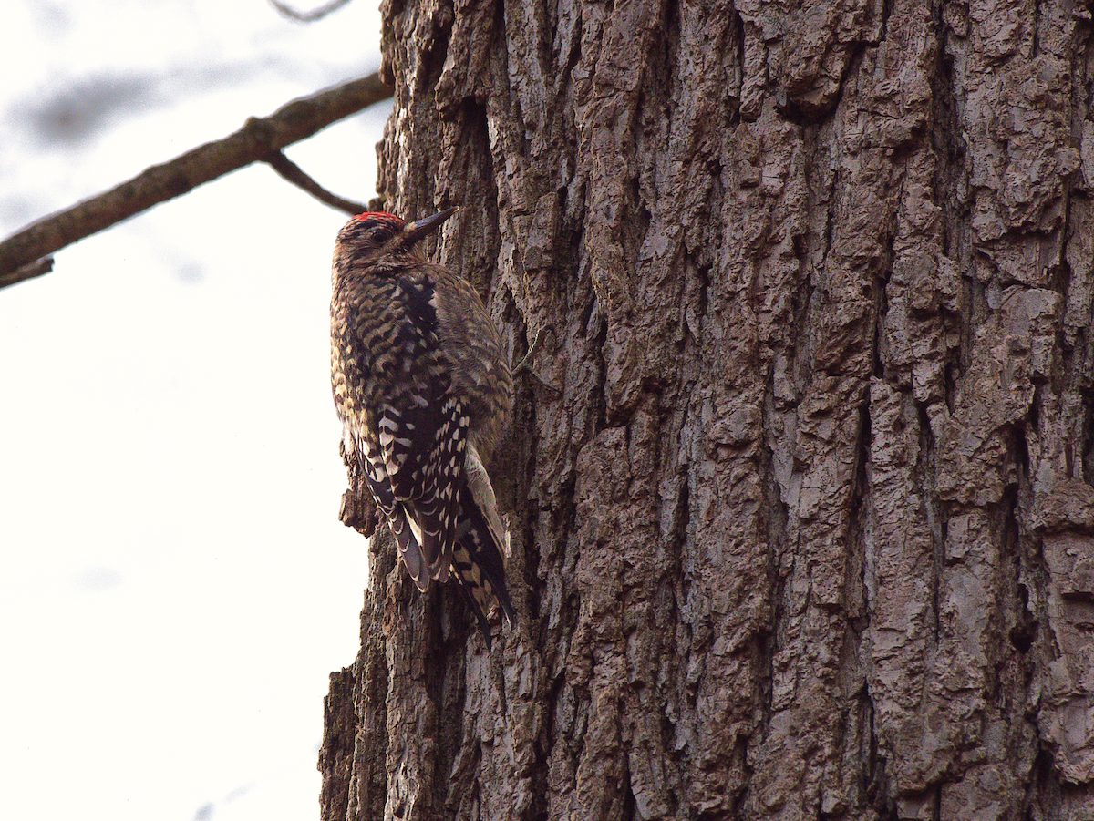 Gelbbauch-Saftlecker - ML646812683