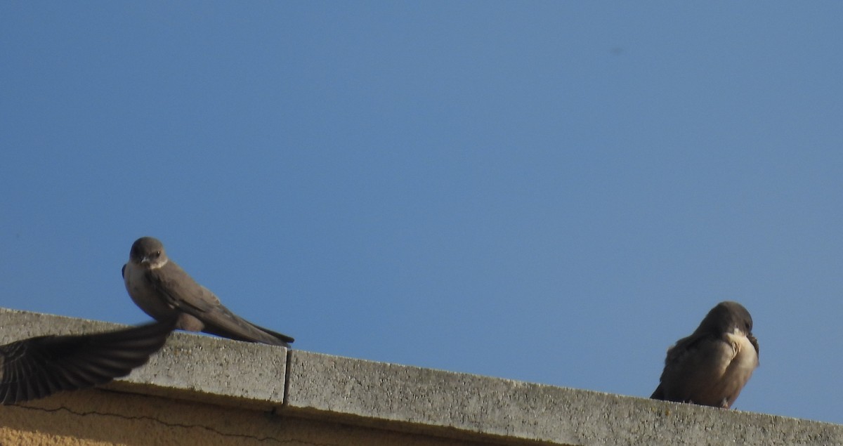 סנונית סלעים - ML646812684