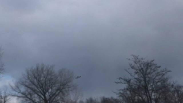 Peregrine Falcon - ML646812685