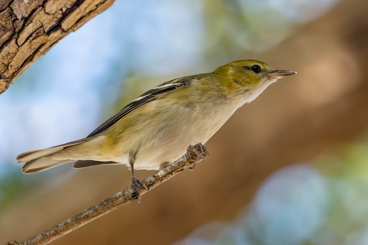Bay-breasted Warbler - ML646812687