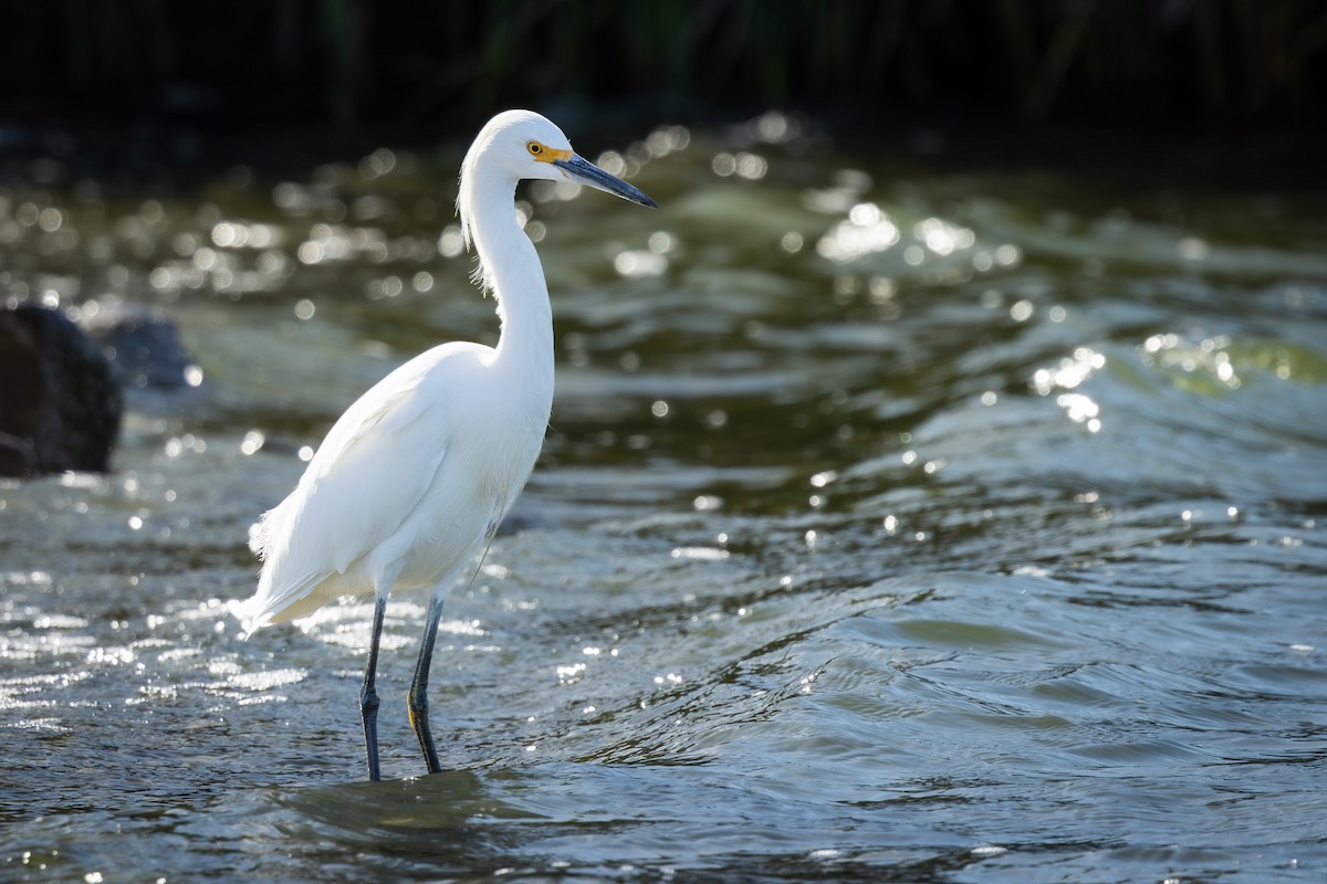 Чепура американська - ML646812689