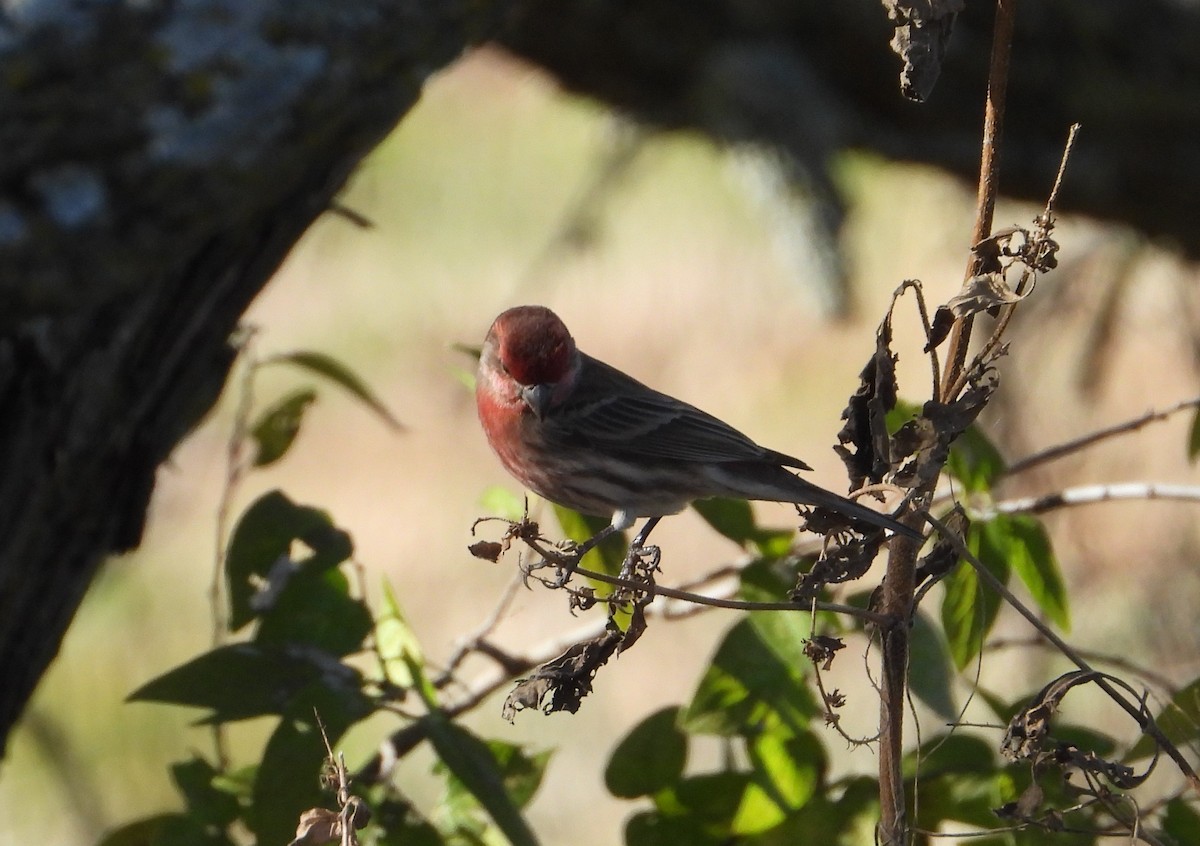House Finch - ML646812692