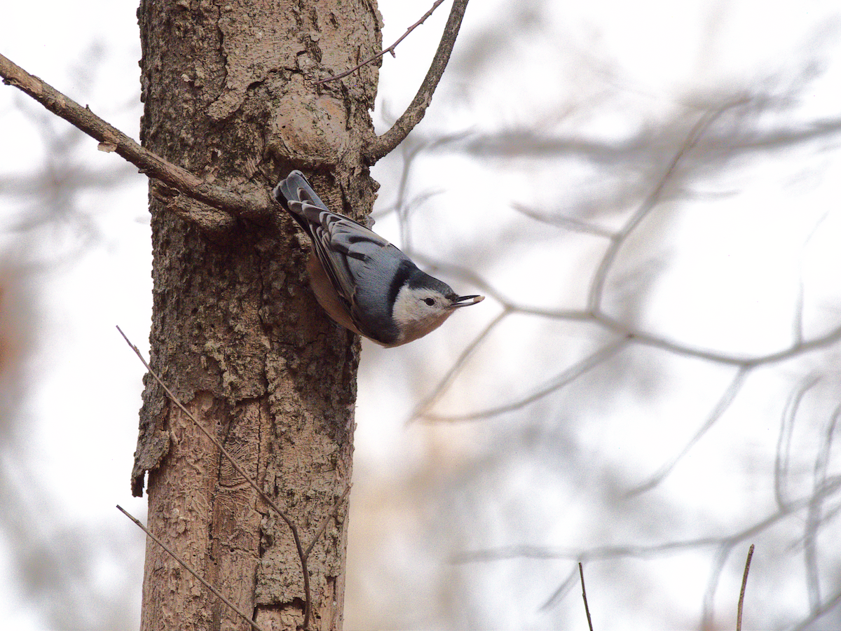 Повзик каролінський - ML646812693