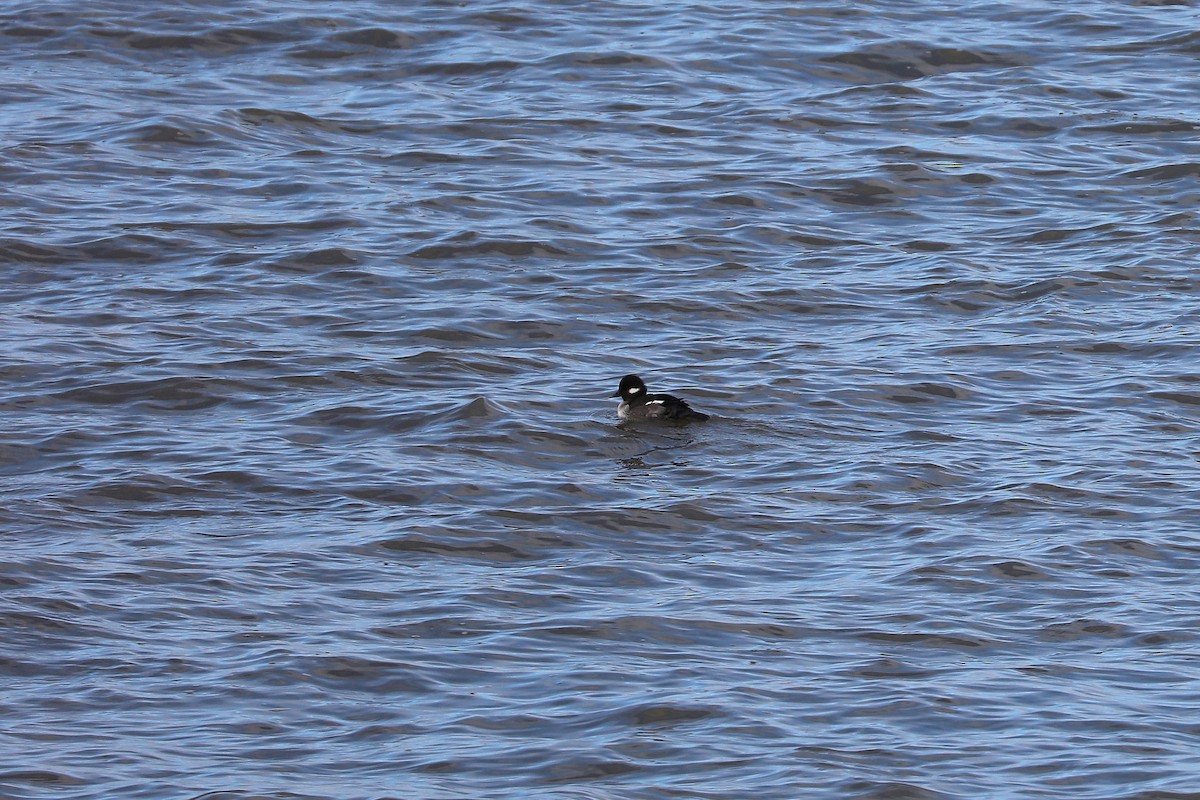 Bufflehead - ML646812694