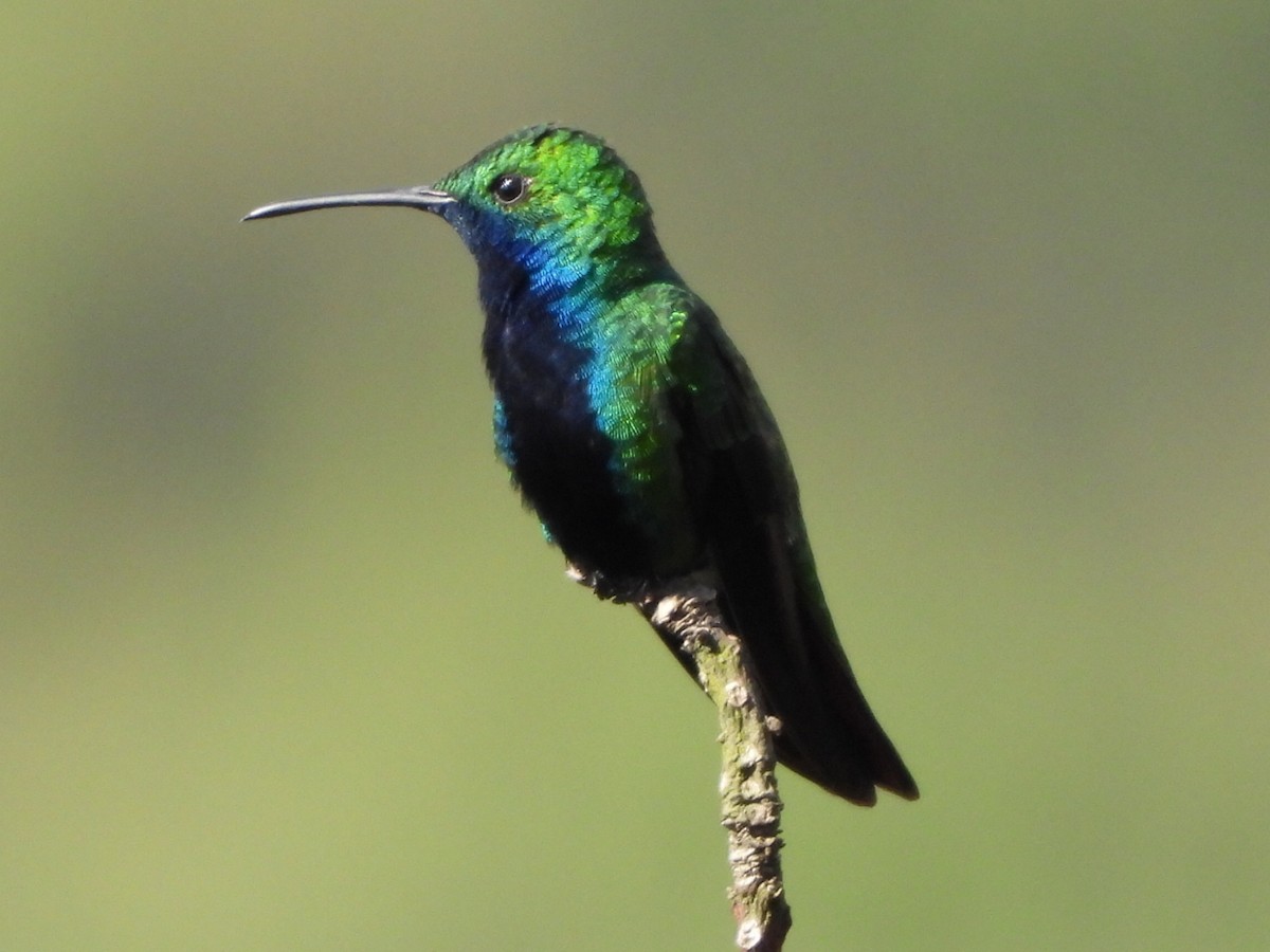 Black-throated Mango - ML646812695