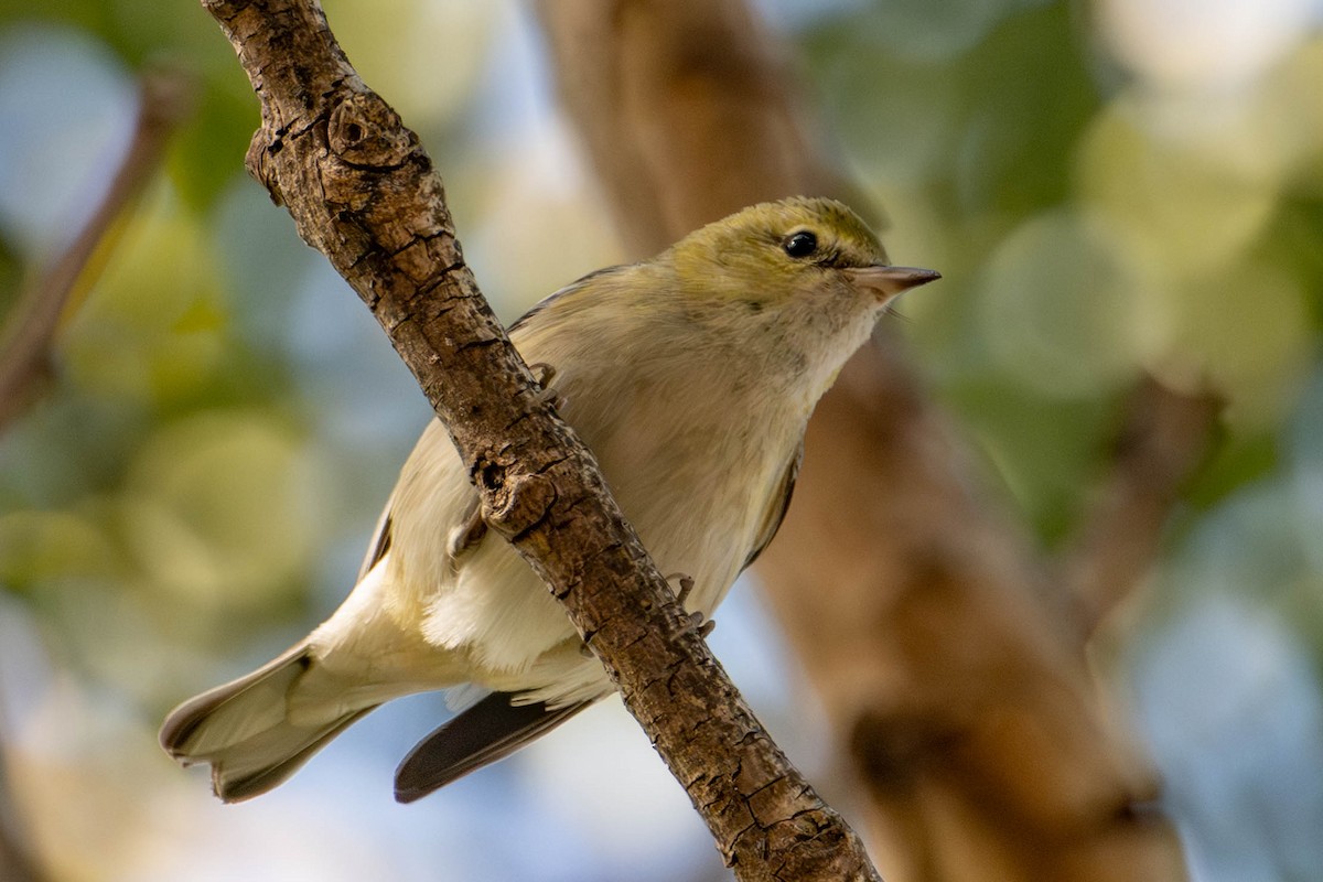 Bay-breasted Warbler - ML646812696