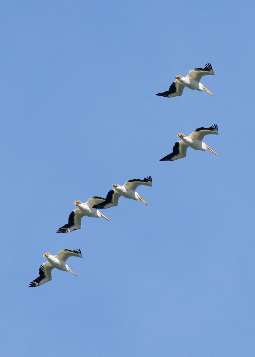 Пелікан рогодзьобий - ML646812697