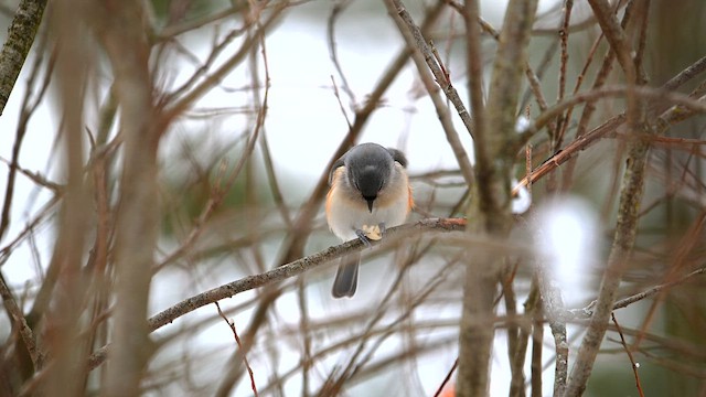 Tufted Titmouse - ML646812707