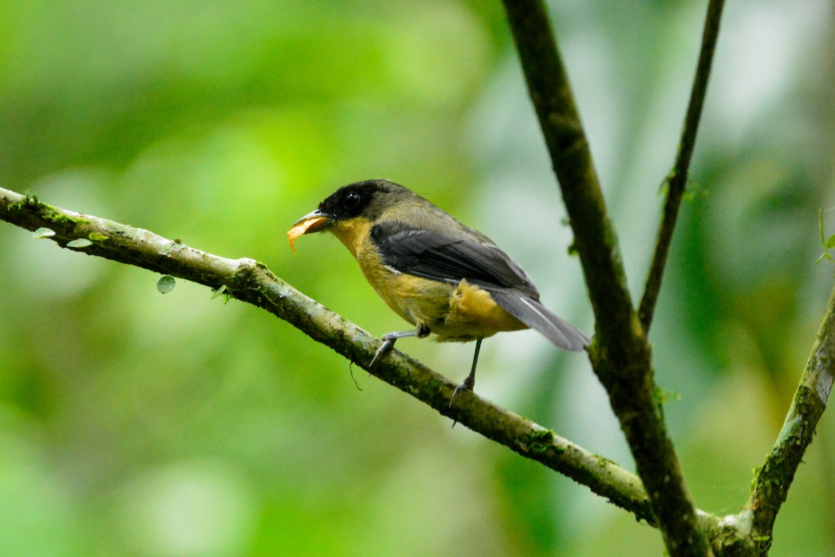 Желточубая танагра - ML646812708