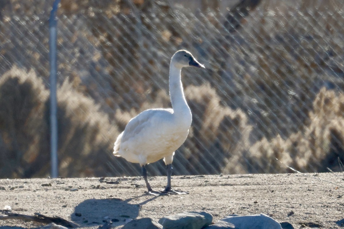 Американский лебедь - ML646812709