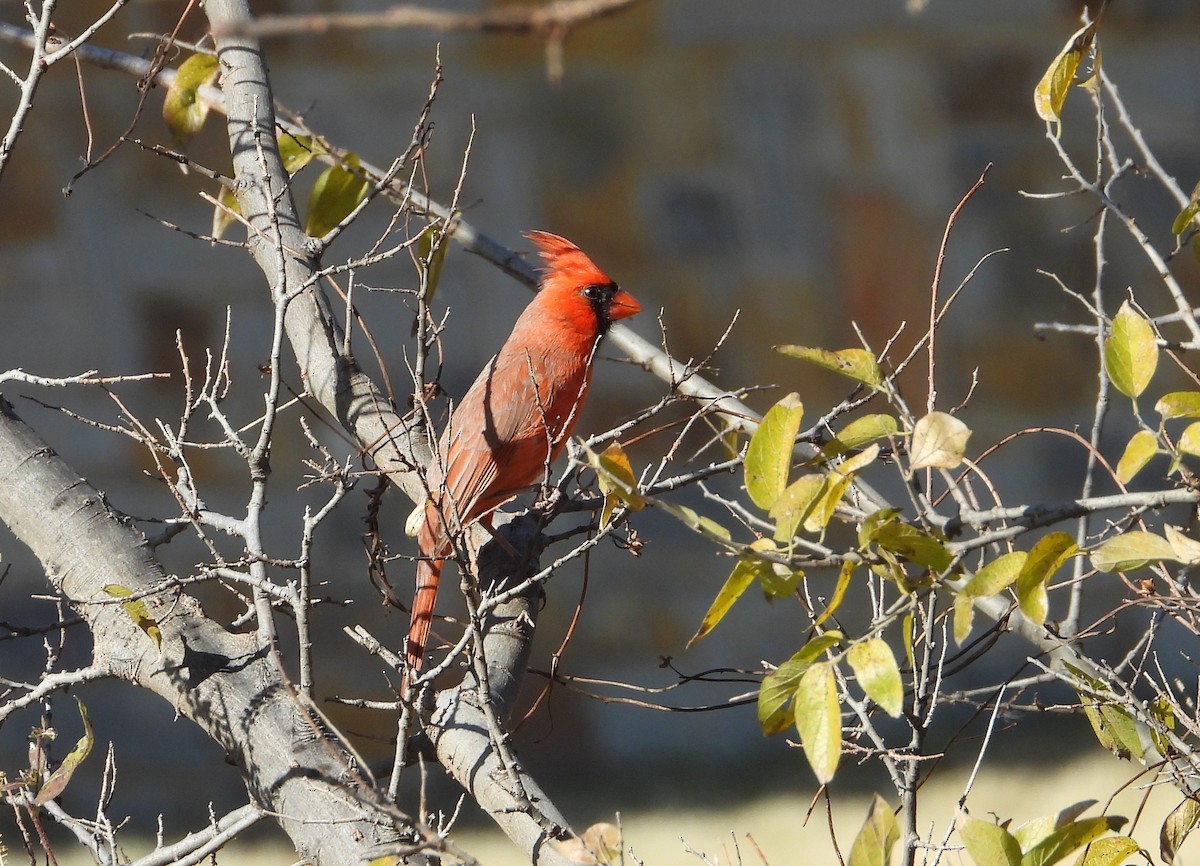 Northern Cardinal - ML646812710