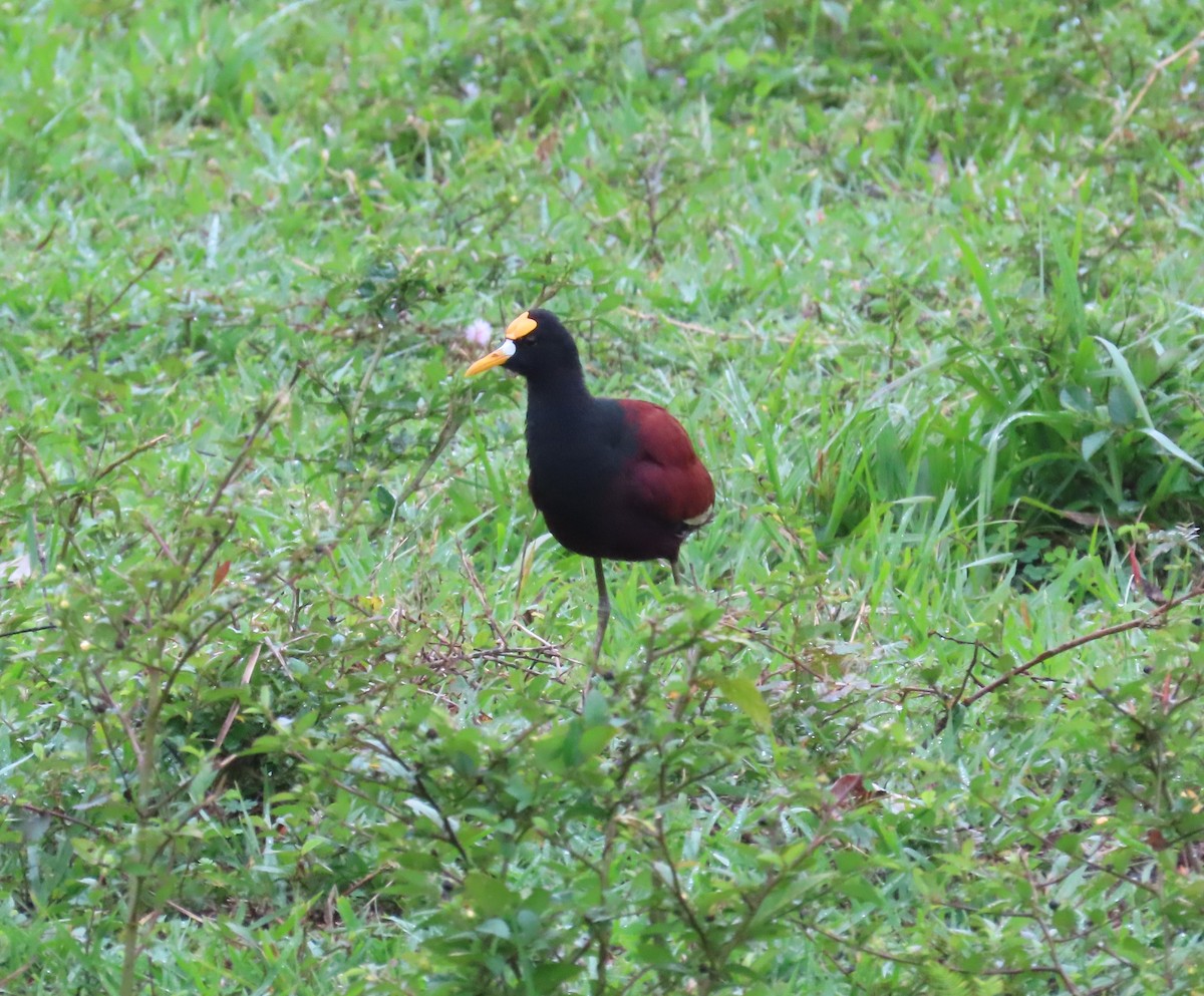 Northern Jacana - ML646812711